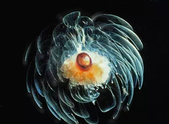 果壳里的宇宙