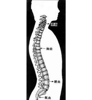 脊柱的四个生理弯曲，原来是这样形成的~