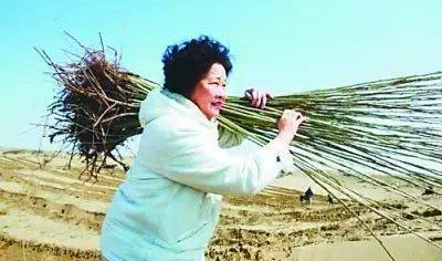 《伴侣》微故事：“荒漠母亲”易解放，我有千万个儿子在成长