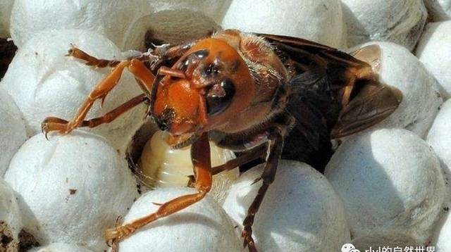 【寻虫者】凶猛杀手——金环胡蜂！