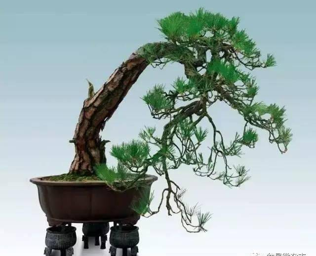 中国盆景的一些思考，并附中国顶级盆景44图
