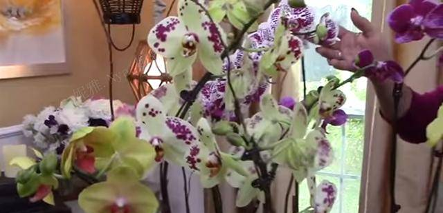 超详细的教你养护花期过后的兰花，让它再次开花其实很简单