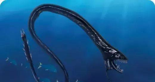海洋科普（227）| 深海龙鱼——会发光的捕食者