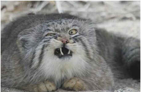 世界上最凶残的猫，帕拉斯猫具有强烈攻击性