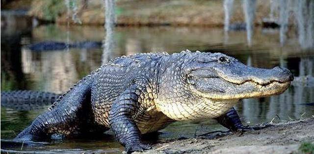 2017年世界上十种最大鳄鱼 十分凶残的咸水鳄位居第一