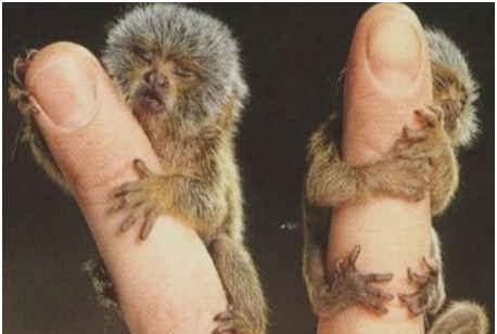 世界上最小的猴子，侏狨体长10余厘米，只有一根手指般大小