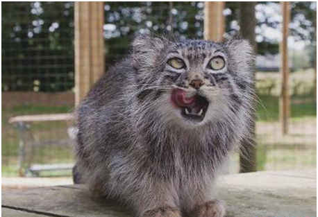 世界上最凶残的猫，帕拉斯猫具有强烈攻击性