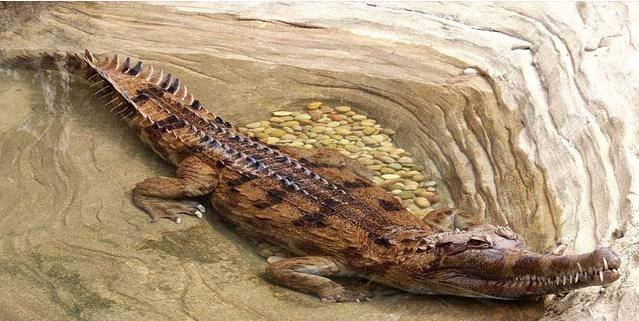 2017年世界上十种最大鳄鱼 十分凶残的咸水鳄位居第一