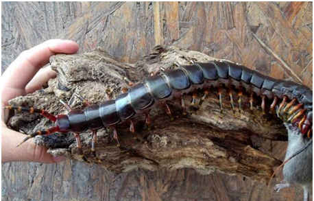 世界上最大的蜈蚣，加拉帕格斯巨人蜈蚣体长超过半米