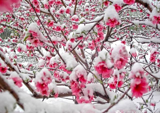 有关雪的诗句