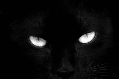 爱伦·坡：黑猫(恐怖小说)