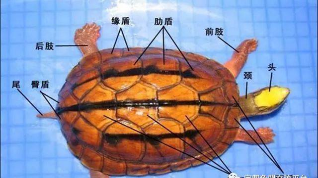 新手如何养好一只金钱龟，懂这些就够了