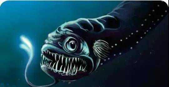 海洋科普（227）| 深海龙鱼——会发光的捕食者