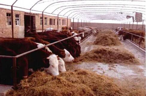 科学高效养牛：养牛场建设规划