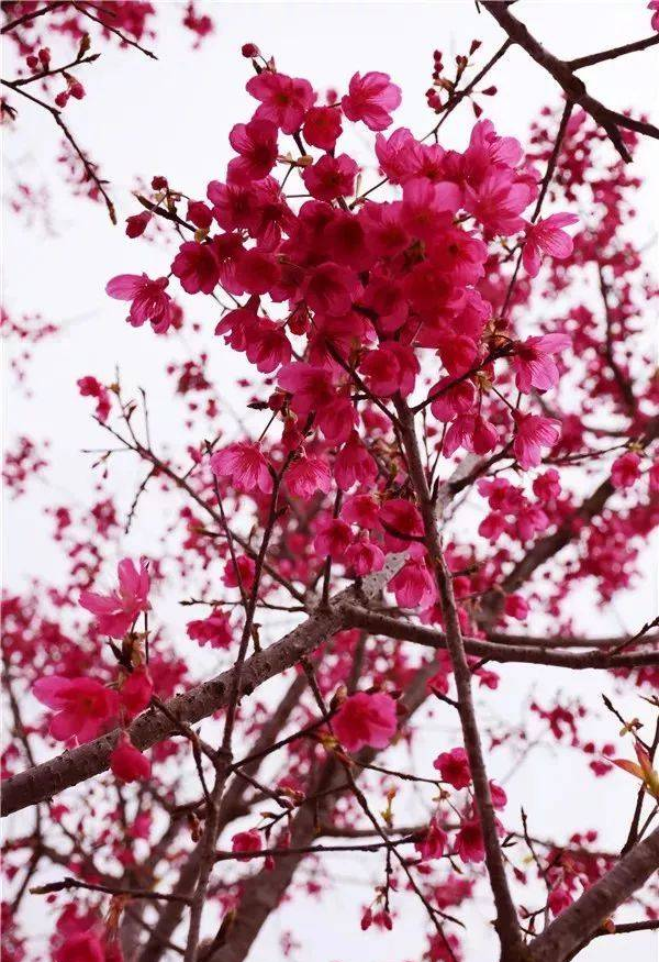 欣赏过世界各地的樱花，你见过代表中国大红色彩的中国红樱花吗？