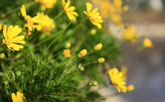 鲜花、干花、永生花，香皂花与仿真花，到底送什么花好呢？今天终于弄明白了