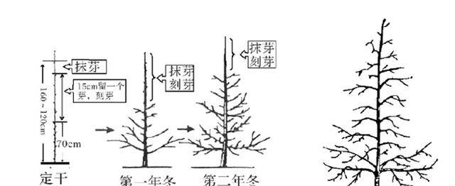 樱桃树栽培技术 常用修剪方法