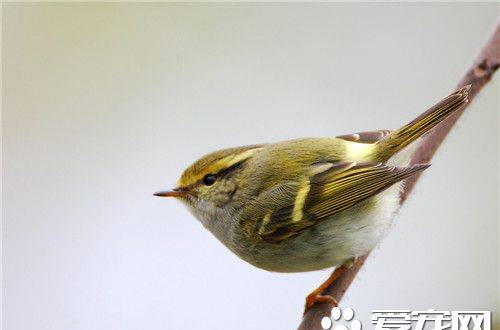 黄眉柳莺和黄腰柳莺的区别