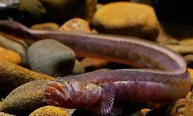 每天认识一种鱼（109）丨红狼牙鰕虎鱼：外表凶神恶煞的小鱼儿