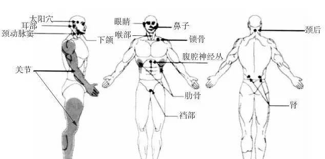 人体几大要害部位