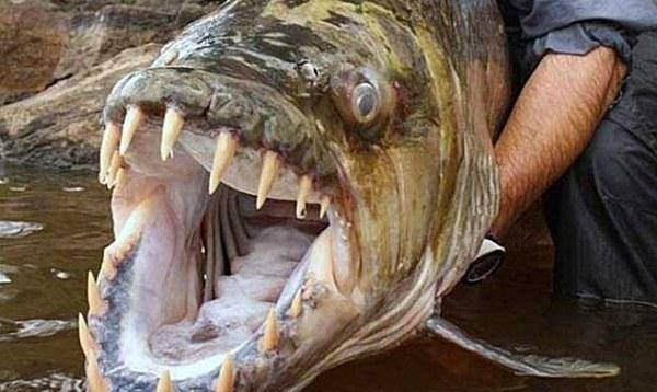地球上最大最凶猛的淡水鱼，会袭击人类，轻松咬掉鳄鱼身上一块肉