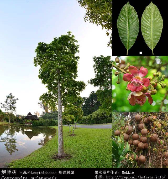 如何区分那些叫“炮弹果”的植物？