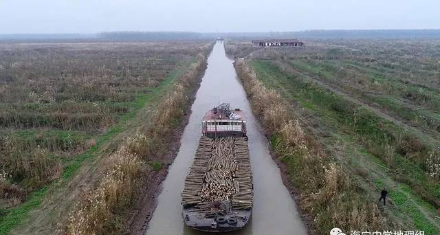 【时事地理】当年疯狂种、现在疯狂砍，洞庭湖300万欧美黑杨被砍