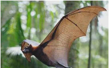 世界上会飞的最大哺乳动物，鼯猴能滑翔90米以上