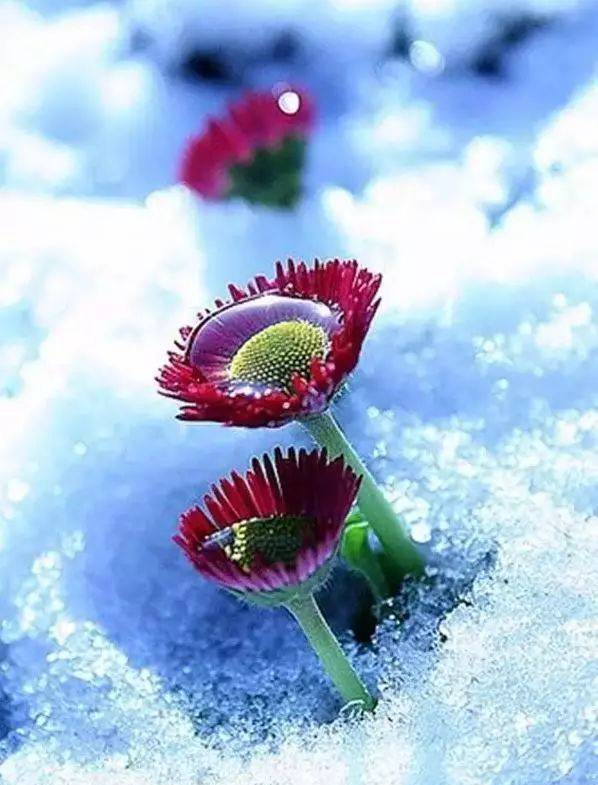 送你难得一见的雪中花，美呆了