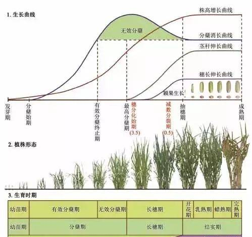 2018水稻全套栽培技术（精华版）