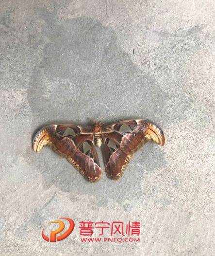 壁纸大卡