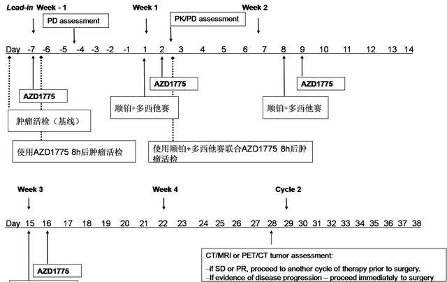 TP53的抗癌药物AZD1775的临床数据来了