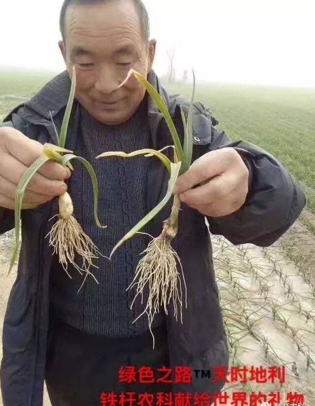 大农户种大蒜：大蒜栽培种植技术小窍门，是大蒜高产高质的关键