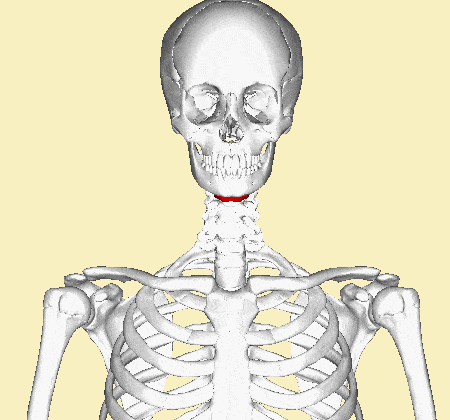 揭秘：“神秘”的舌骨兄 Hyoid