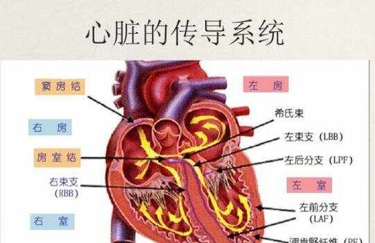 如何识别常见异常心电图