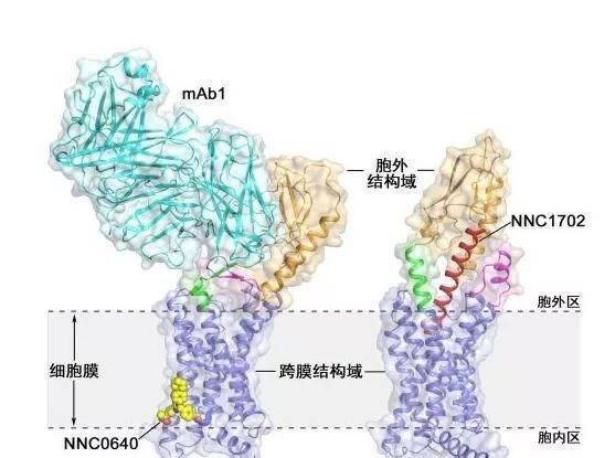 多篇文章解读近年来G蛋白偶联受体领域研究进展
