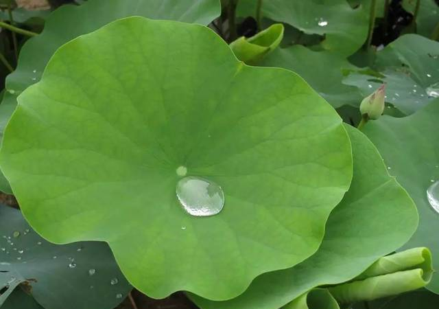 这52种民间“药引子”，你知道几个？