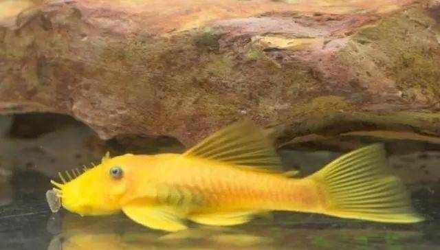 义乌购