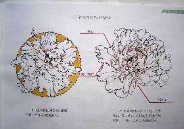 超详细的牡丹白描结构图