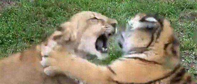 老虎和狮子谁更强，科学家给出了这样的解释