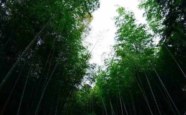 【5月13日周日】去了从化溪头村才发现，这里既能徒步，又可以摘三华李