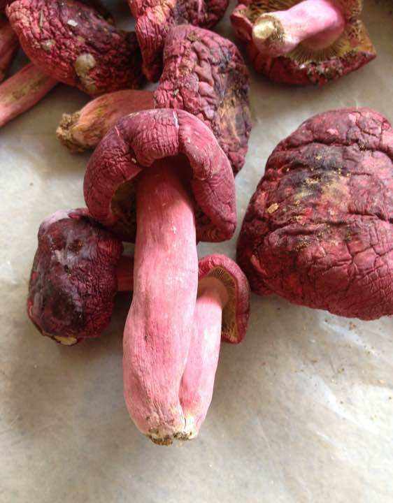 2018红菇多少钱一斤？红菇价格走势！