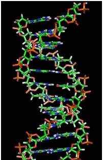 DNA双螺旋结构的复杂历史
