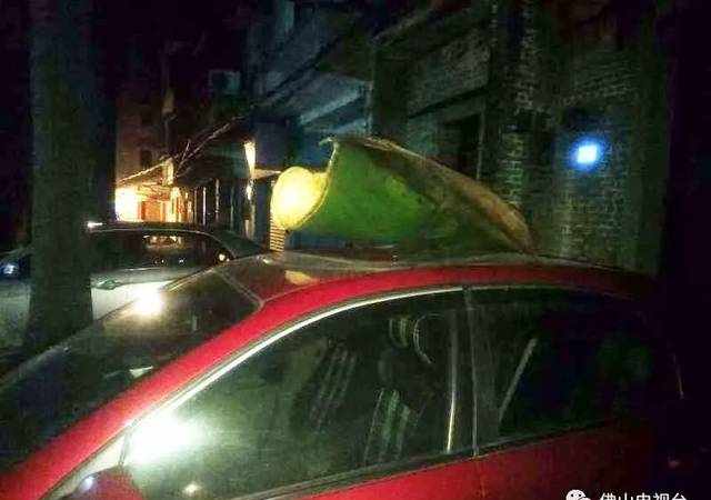街坊小心！这些大王椰树落叶威力惊人，很多车都被砸了