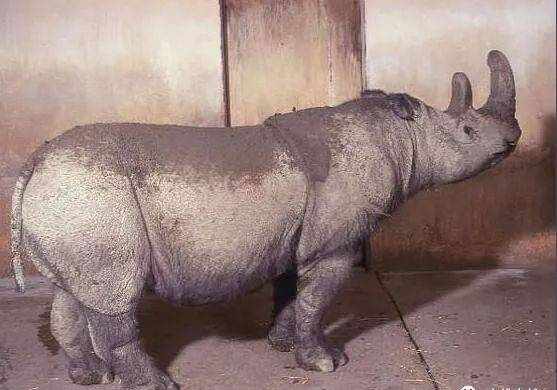 现存最小的犀牛，苏门答腊犀牛却是犀牛中最吵的！