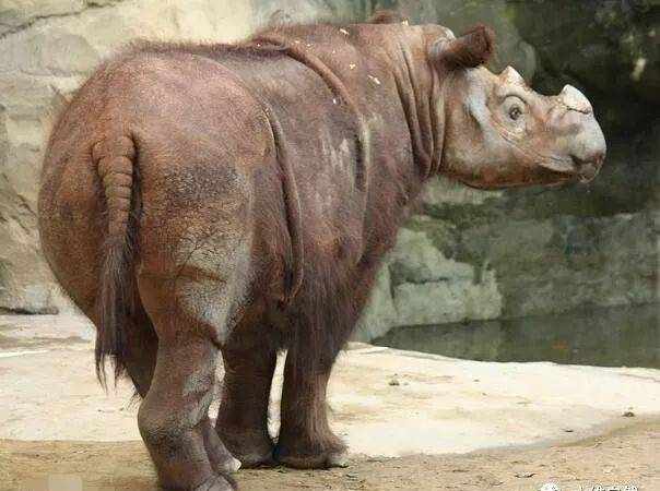 现存最小的犀牛，苏门答腊犀牛却是犀牛中最吵的！