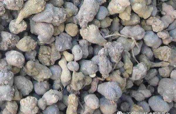 旱半夏与水半夏到底有啥不一样？