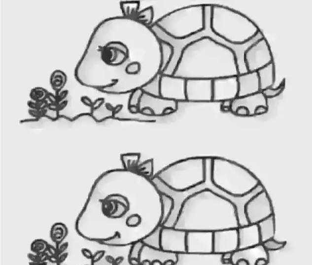 两只乌龟看出哪里不一样？你就是什么人！
