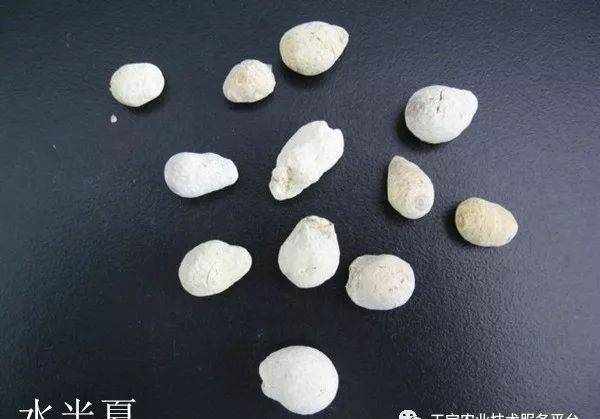 旱半夏与水半夏到底有啥不一样？