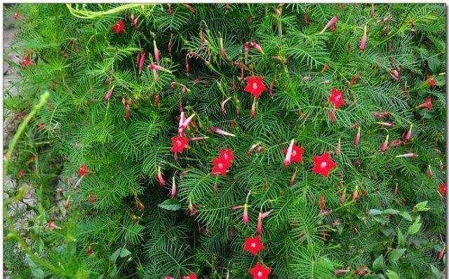 院子里常见的10种爬墙植物介绍